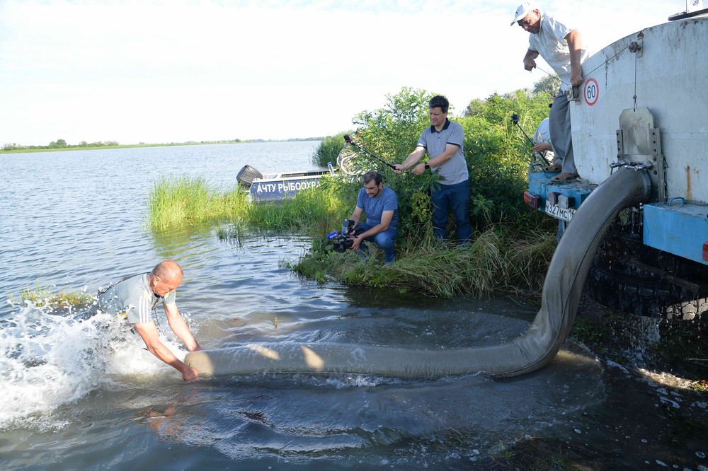 Ростовская АЭС выпустила в Азовское море более 34 тысяч мальков «царской  рыбы» - ДК Октябрь